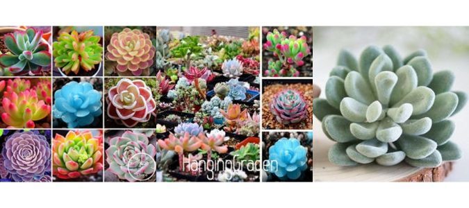 Top 8 Best cactus succulent gardens - Why We Like This - CA